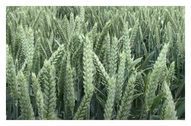 Pszenica zwyczajna ozima Elektra C1 BB 1000Kg