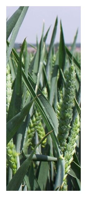 Pszenica zwyczajna ozima Gentelman C1 W 1000Kg