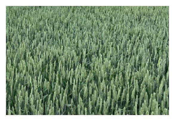 Pszenica zwyczajna ozima RGT Cayenne C1 BB 1000Kg RAGT