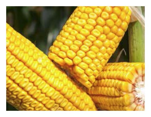 Kukurydza DKC 3937 F1 C1 Force + B360 50 tyś Bayer