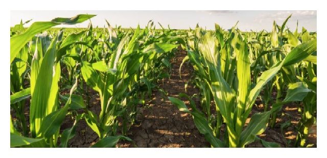 Kukurydza DKC 3327 F1 C1 50 tyś Bayer