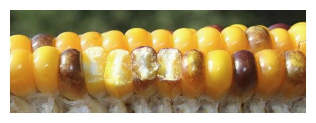 Kukurydza LG 31.271 F1 C1 Starcover Activ + Force Limagrain