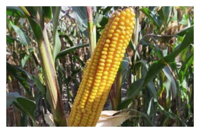 Kukurydza Aktoro F1 C1 50 tyś Optiplus Saatbau