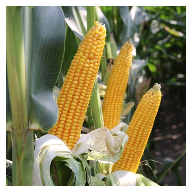 Kukurydza Bagiro F1 C1 Optiplus 50 tyś Saatbau