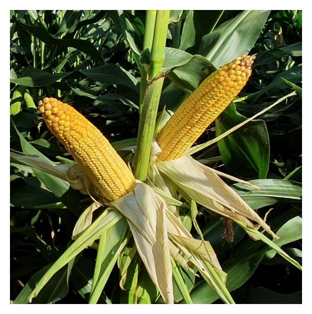 Kukurydza Alenaro F1 C1 Optiplus 50 tyś Saatbau