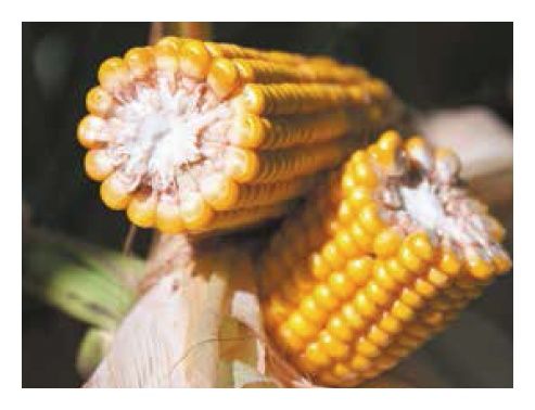 Kukurydza DKC 3418 F1 C1 + B360 50 tyś Korit Bayer