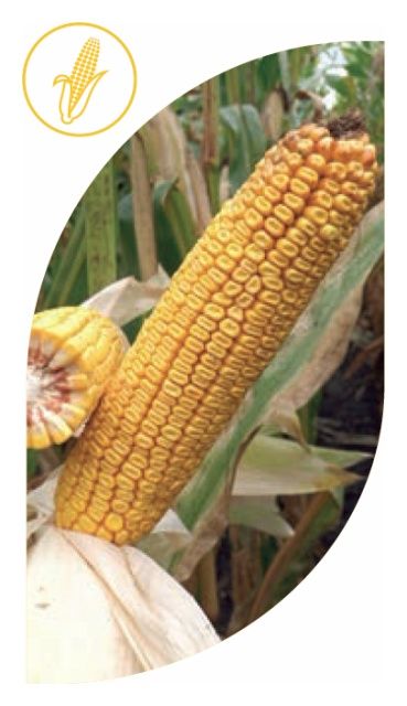 Kukurydza SE 2461/SY Olivia F1 C1 50 tyś Korit + Force Syngenta