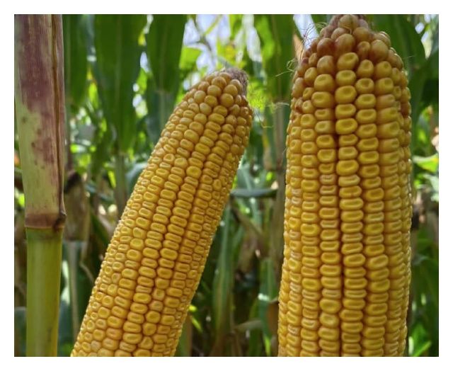 Kukurydza SY Helenor F1 C1 50 tyś Syngenta