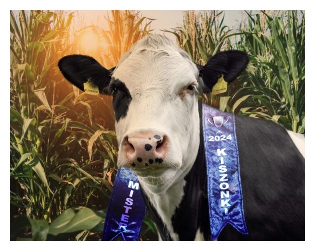 Kukurydza SY Remus F1 C1 50 tyś Syngenta