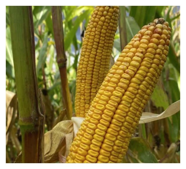 Kukurydza SY Granaris F1 C1 50 tyś Korit + Force Syngenta