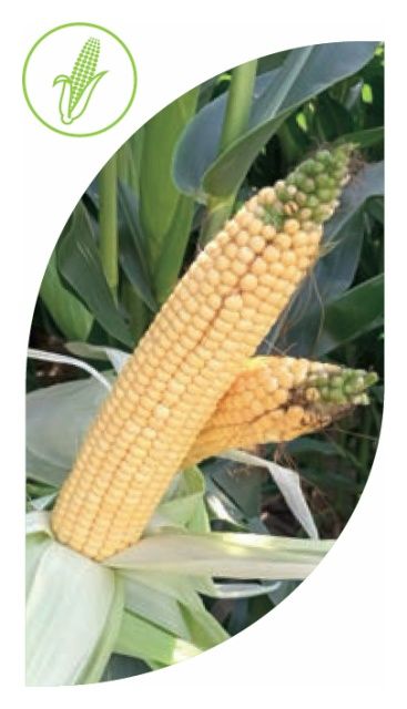 Kukurydza SY Fertilius F1 C1 50 tyś Syngenta