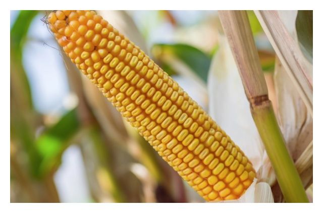 Kukurydza SM Grot C1 50 tyś HR Smolice