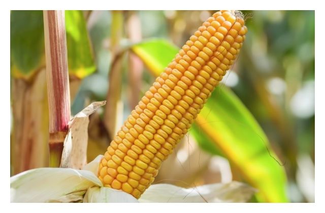 Kukurydza SM Mieszko C1 50 tyś HR Smolice