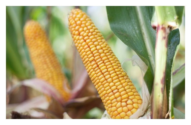 Kukurydza Rosomak C1 80 tyś HR Smolice