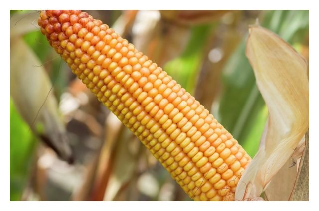 Kukurydza SM Doktor C1 50 tyś HR Smolice