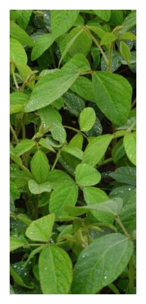 Soja Erica C1 150 tyś Danko