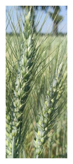 Pszenica zwyczajna jara Patricia C1 W 1000Kg