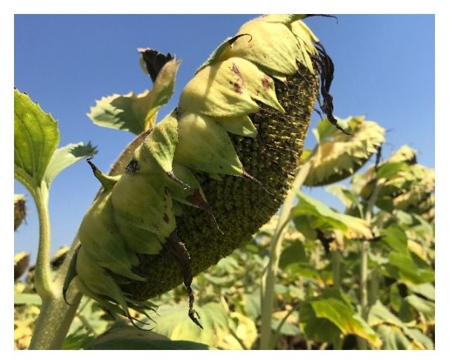 Słonecznik Mas 850B 150 tyś C1 Maisadour