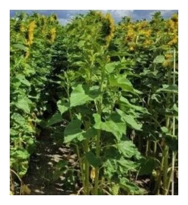 Słonecznik Mas DT3402TT C1 150tyś Maisadour