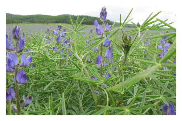 Łubin wąskolistny Regent C1 5kg Granum