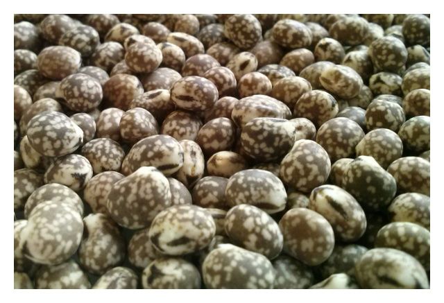 Łubin wąskolistny gorzki Karo C1 5Kg Granum