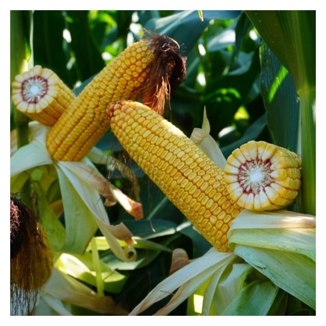 Kukurydza Marcopolo F1 C1 50 tyś Korit KWS