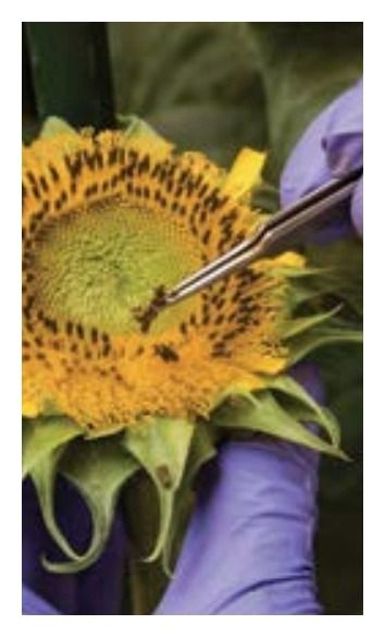 Słonecznik Volter SU 150 tyś C1 RAGT