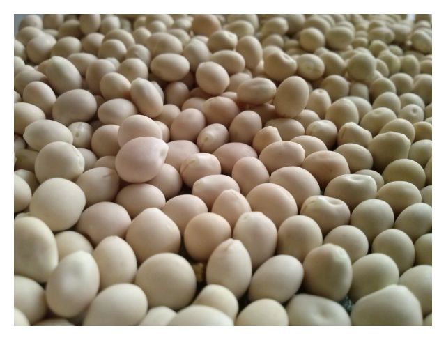 Łubin wąskolistny gorzki Oscar C1 1Kg Granum