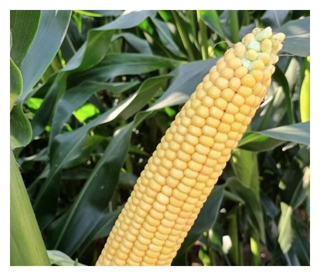 Kukurydza SY Remco F1 C1 50 tyś Syngenta