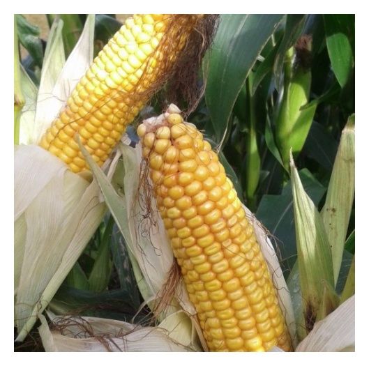 Kukurydza Mas 09P 50 tyś C1 Korit Maisadour