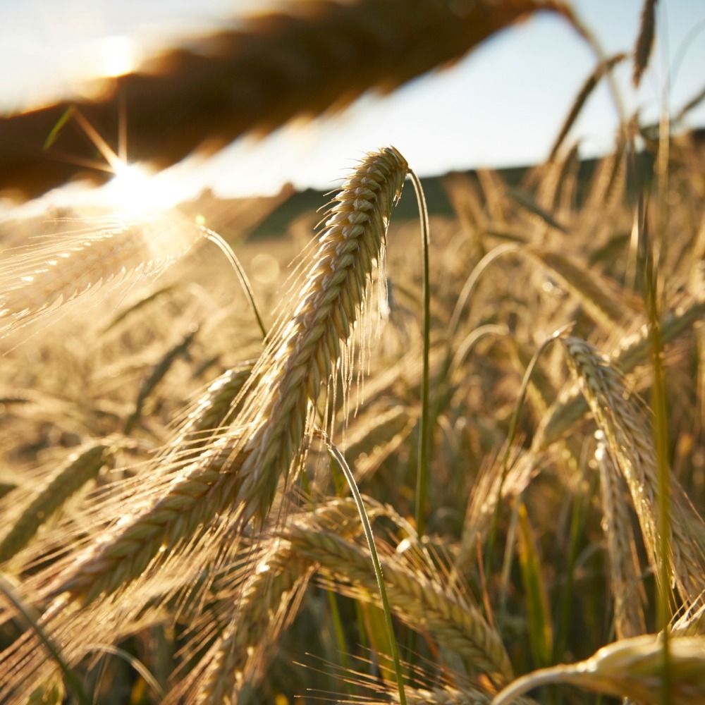 Żyto ozime KWS Fidalgor F1 C1 1 mln KWS