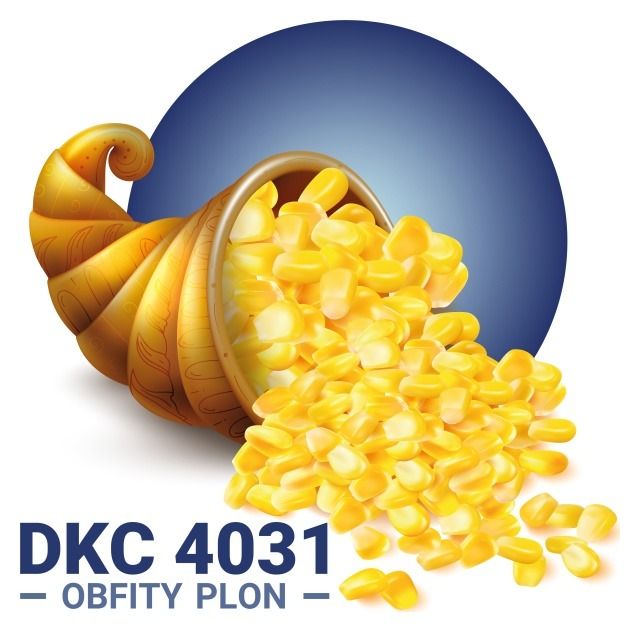 Kukurydza DKC 4031 F1 C1 50 tyś Korit + Force Bayer