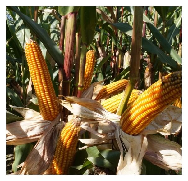 Kukurydza Tabarro F1 C1 50 tyś Optiplus Saatbau