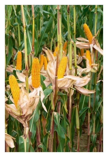 Kukurydza Aletto F1 C1 50 tyś Optiplus Saatbau