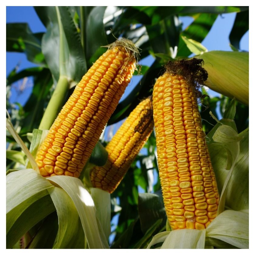 Kukurydza Aldo F1 C1 50 tyś Korit KWS