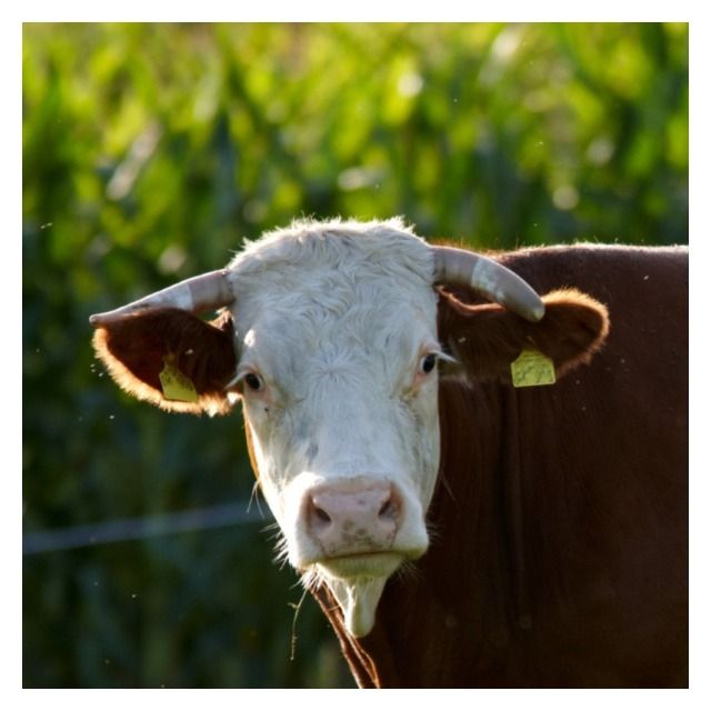 Kukurydza Temisto F1 C1 50 tyś Korit KWS