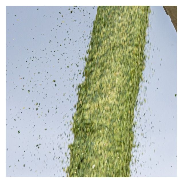 Kukurydza Agrolupo F1 C1 50 tyś Korit KWS