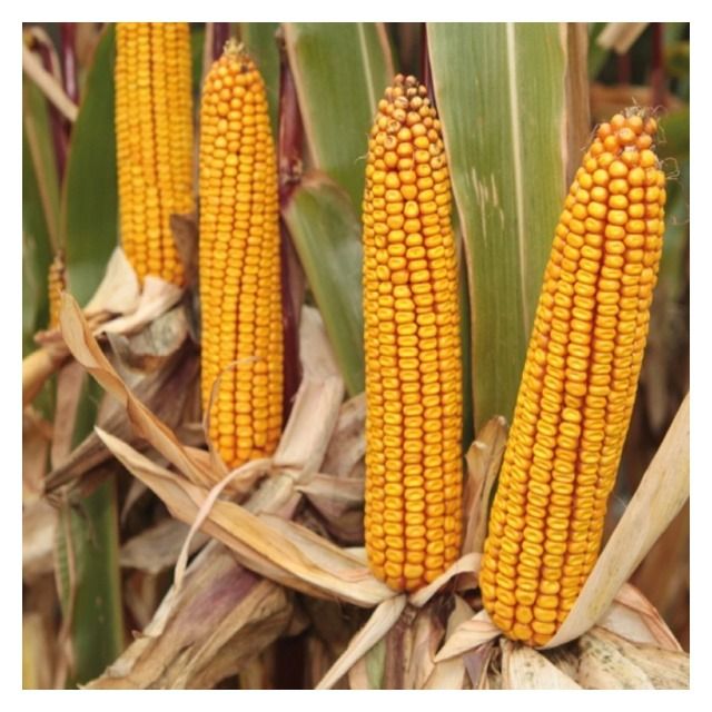 Kukurydza Keltikus F1 C1 50 tyś Korit KWS