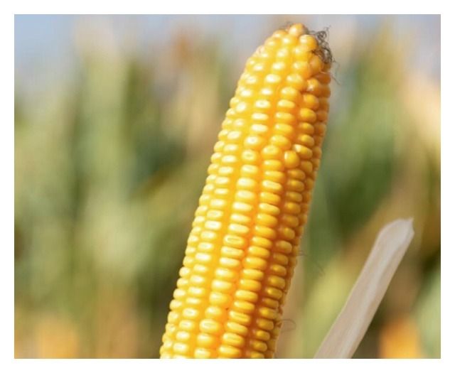 Kukurydza SY Talisman F1 C1 50 tyś Kuanavo + Force Syngenta