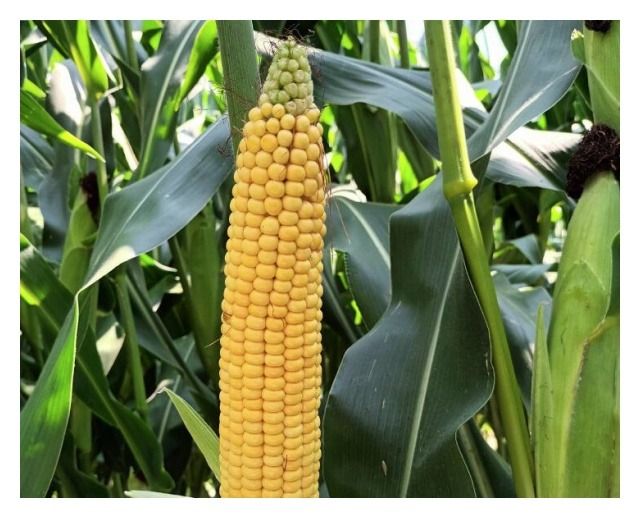 Kukurydza SY Fanfara F1 C1 50 tyś Syngenta