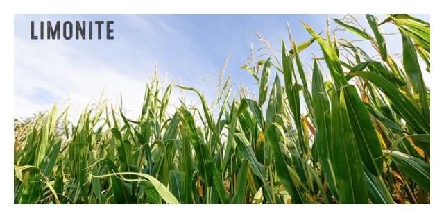 Kukurydza Limonite F1 C1 50 tyś Starcover Limagrain