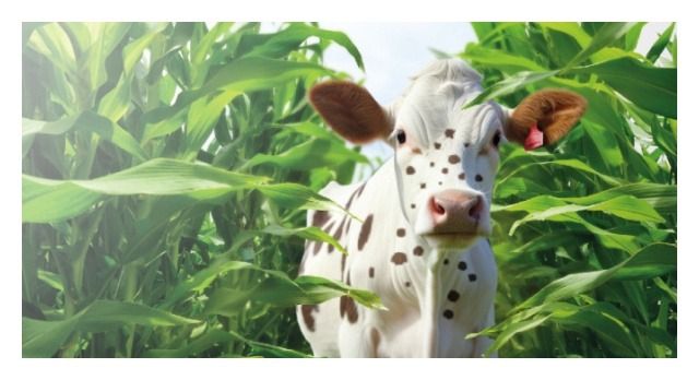 Kukurydza LG 31.271 F1 C1 Force Limagrain