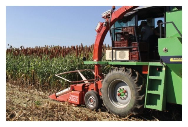 Sorgo RGT Amiggo C1 300 tyś RAGT