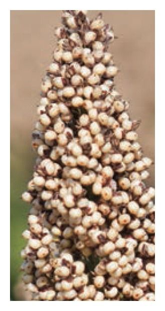 Sorgo RGT Aliggator C1 300 tyś KWS