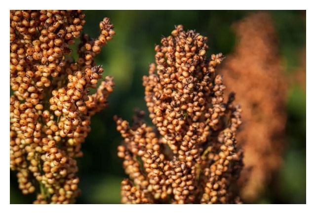 Sorgo RGT Leggend C1 300 tyś RAGT