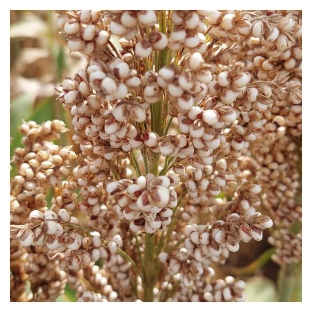 Sorgo KWS Pegasus C1 250 tyś KWS