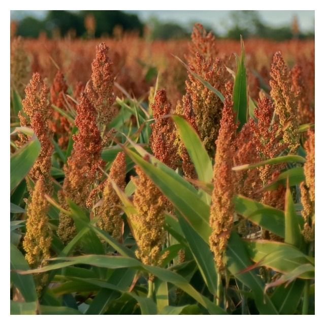 Sorgo KWS Rubinus C1 250 tyś KWS