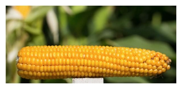 Kukurydza Codizouk F1 C1 50 tyś IGP