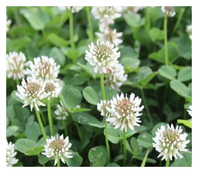 Koniczyna biała mikro Euromic C1 0,5Kg Granum