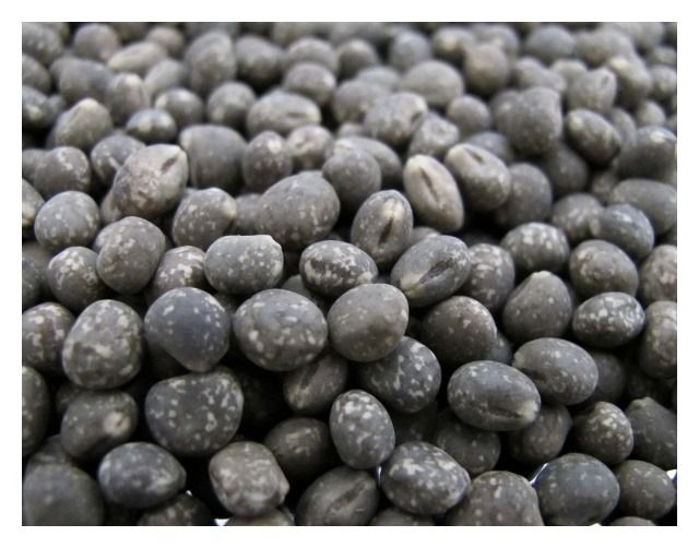 Łubin wąskolistny słodki Agat C1 1Kg Granum